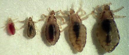 Head Hunters Natural Lice Products-Head Lice by the Numbers; How Quickly an Infestation can Grow-Natural Lice Products